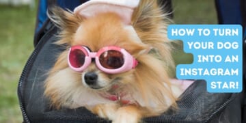 How to turn your dog into an Instagram star